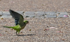 Myiopsitta monachus