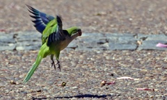 Myiopsitta monachus