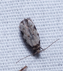 Taygete attributella