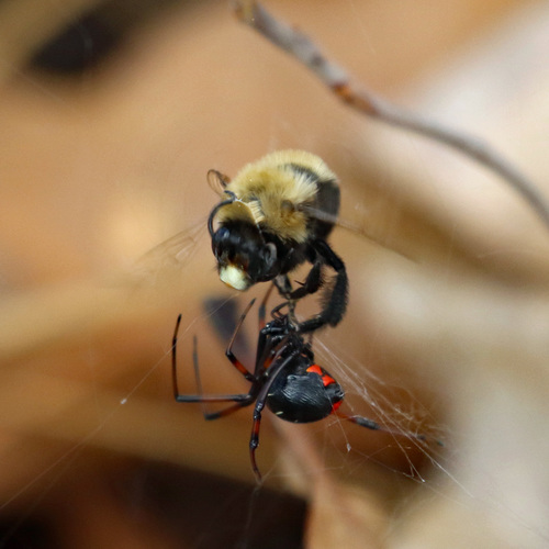 Blueberry Digger Bee photographed in South Carolina