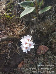 Dendrobium barbatulum