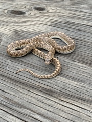 Arizona elegans occidentalis