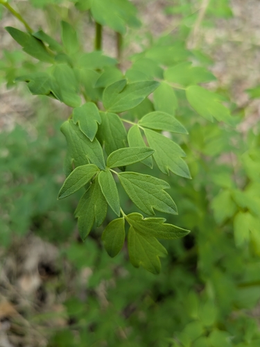 purple meadow-rue (Thalictrum dasycarpum)
