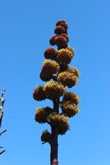 Agave atrovirens