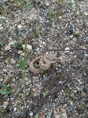 Arizona elegans occidentalis