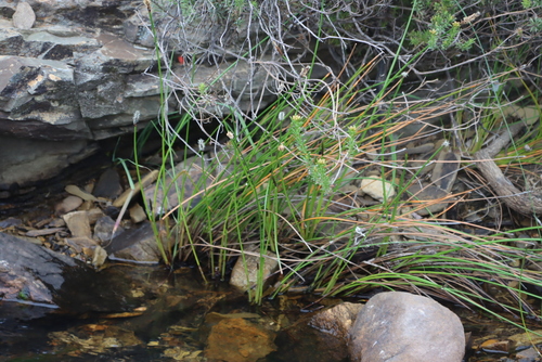 Finger Rush (Eleocharis limosa)