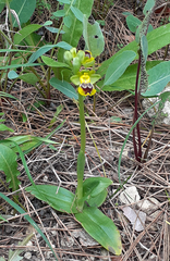 Ophrys lutea galilaea