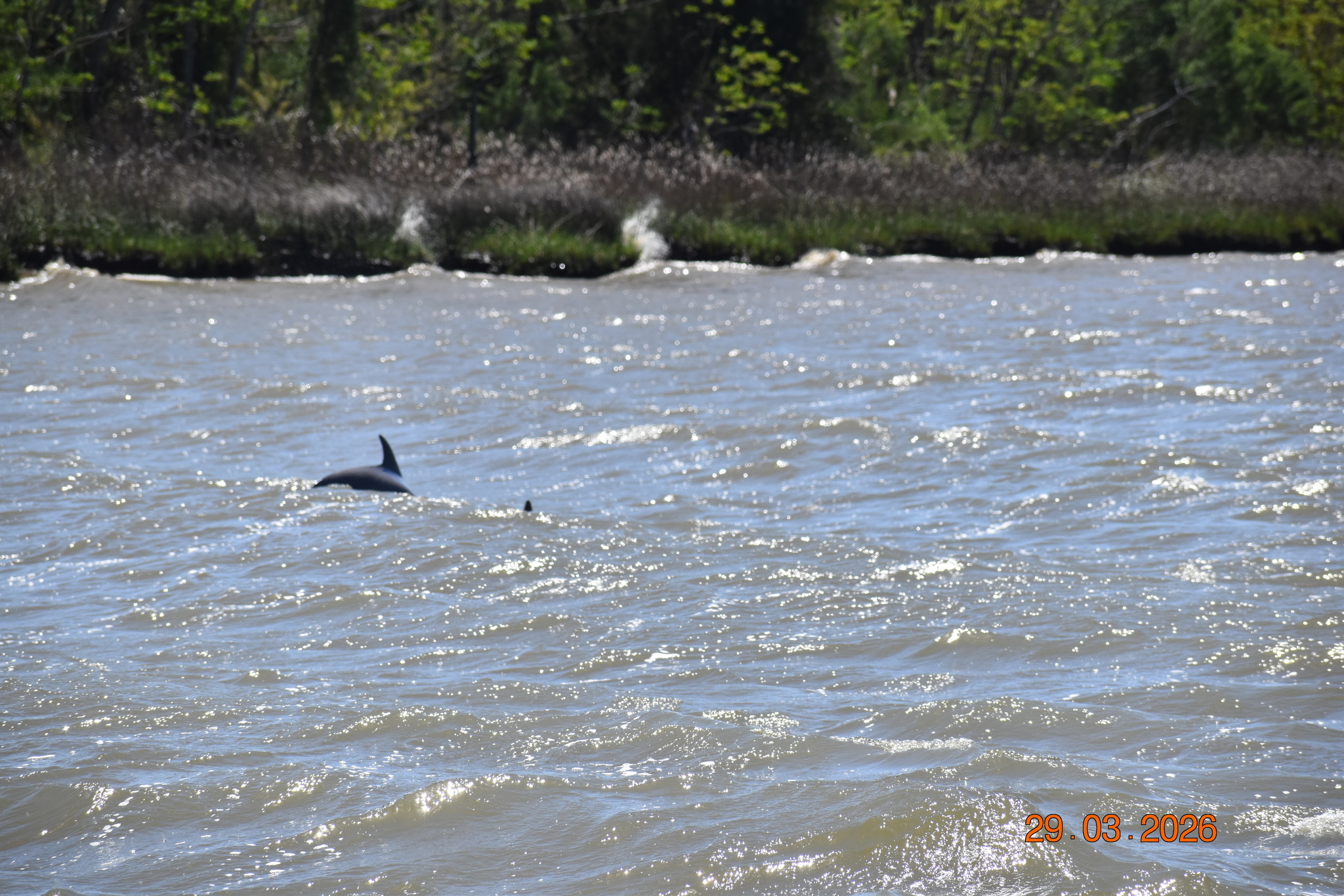 Tursiops erebennus