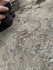 Arizona elegans occidentalis