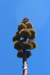 Agave atrovirens