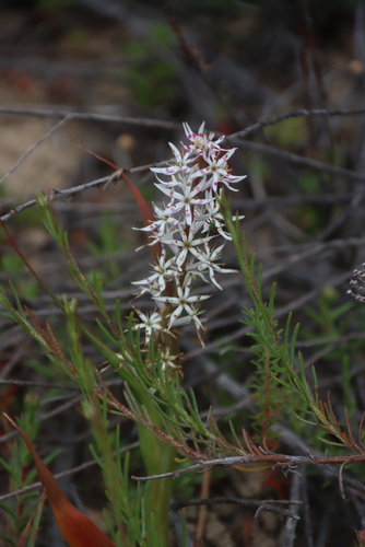 Wurmbea dolichantha (Wurmbea dolichantha)