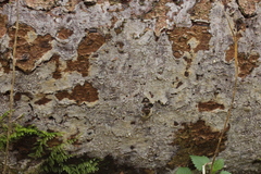 Resinicium bicolor