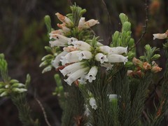 Erica viscaria pendula