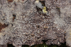 Resinicium bicolor