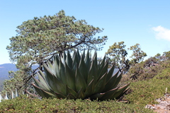 Agave atrovirens