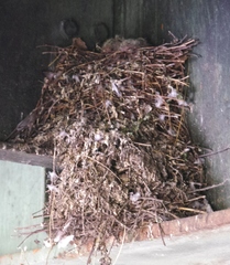 Columba livia domestica