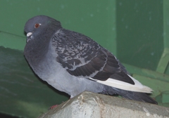 Columba livia domestica