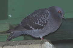 Columba livia domestica