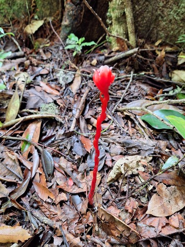 red Indian pipe (Monotropa coccinea)