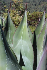 Agave atrovirens