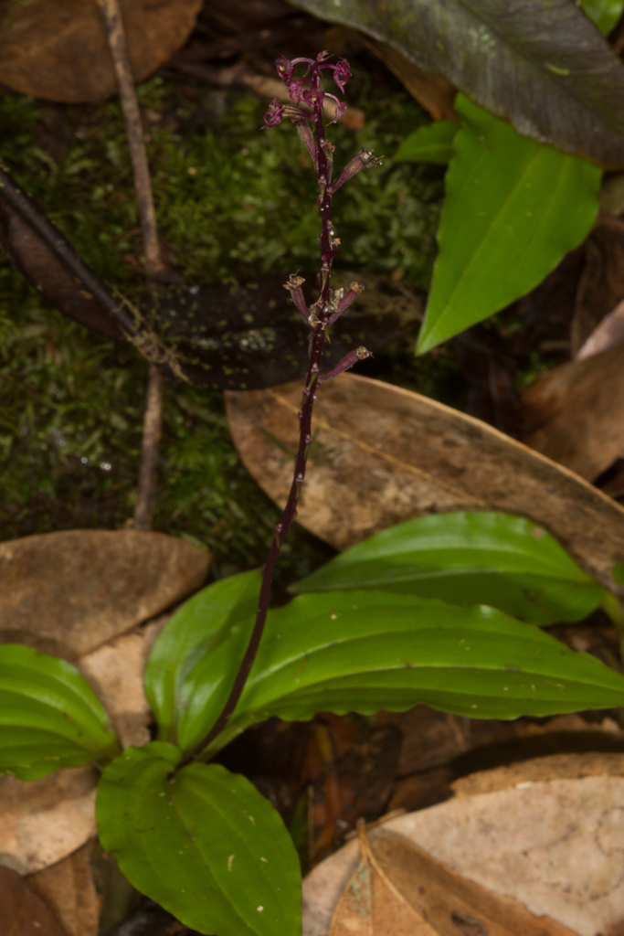 Malaxis seychellarum