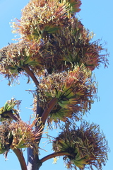 Agave atrovirens