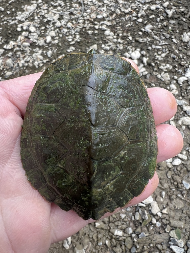 Northern Map Turtle in April 2026 by Jesse Holifield · iNaturalist