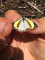 Eurema daira eugenia