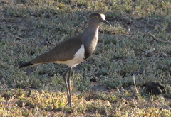 Vanellus lugubris