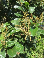 Cupania