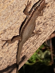 Phoenicolacerta troodica