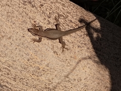 Phoenicolacerta troodica