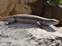 Phoenicolacerta troodica