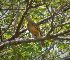 Fawn-Breasted Bowerbird photo 5
