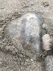 Rhizostomatoidea