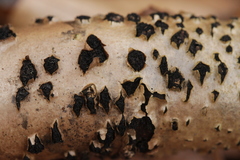 Sillia ferruginea