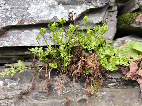 parsley fern (Cryptogramma crispa)