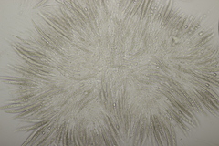 Sillia ferruginea