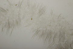 Sillia ferruginea