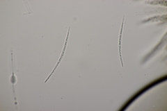 Sillia ferruginea