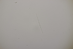 Sillia ferruginea