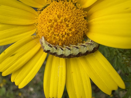 Cucullia calendulae