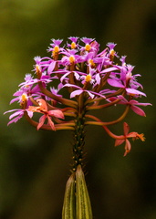 Epidendrum arachnoglossum