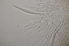 Sillia ferruginea