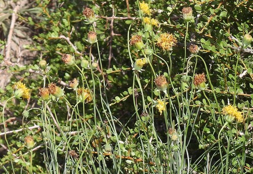 Rayless Greenthread (Thelesperma megapotamicum)