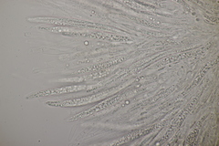 Sillia ferruginea