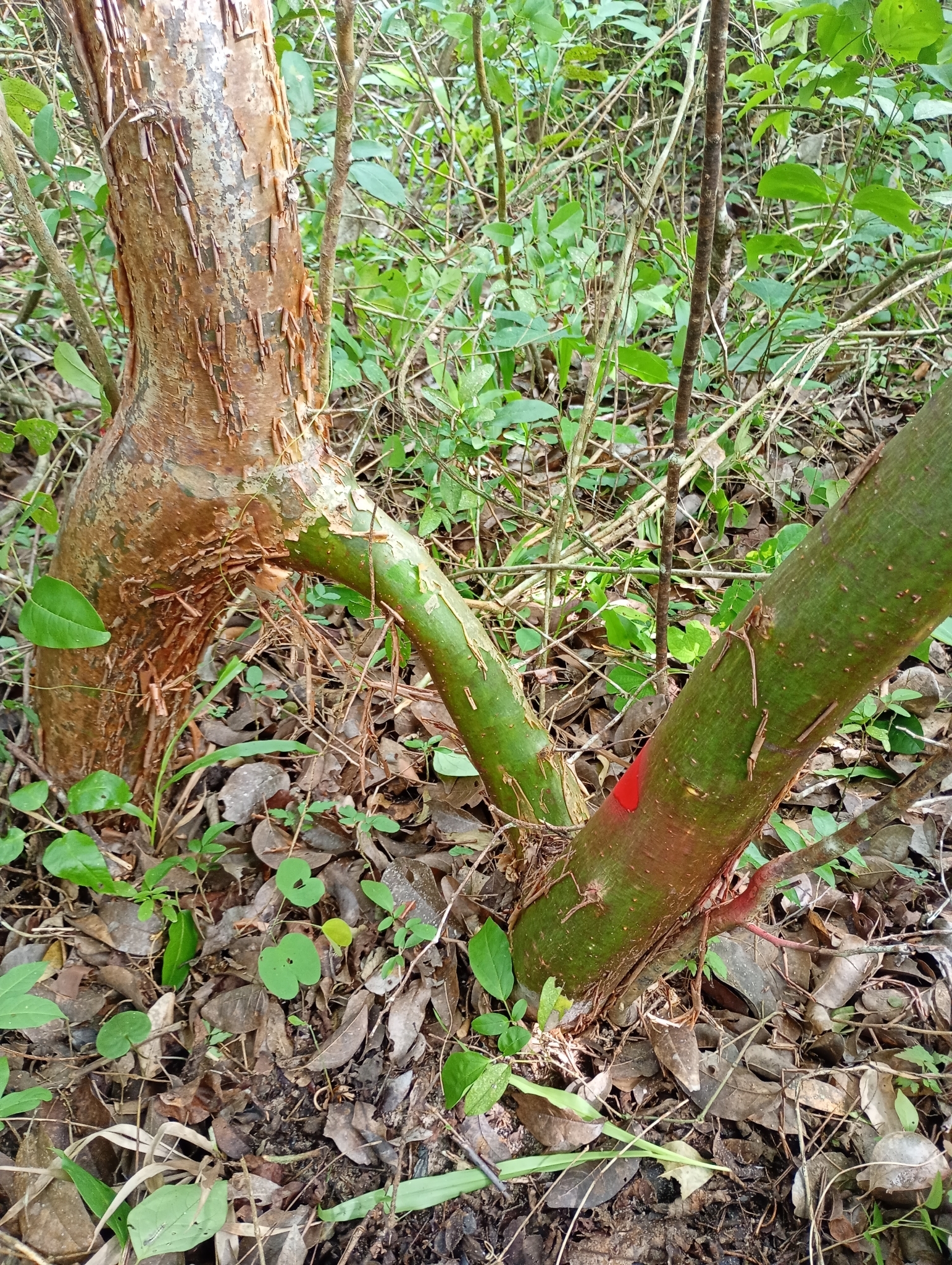 Commiphora leptophloeos
