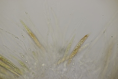 Sillia ferruginea