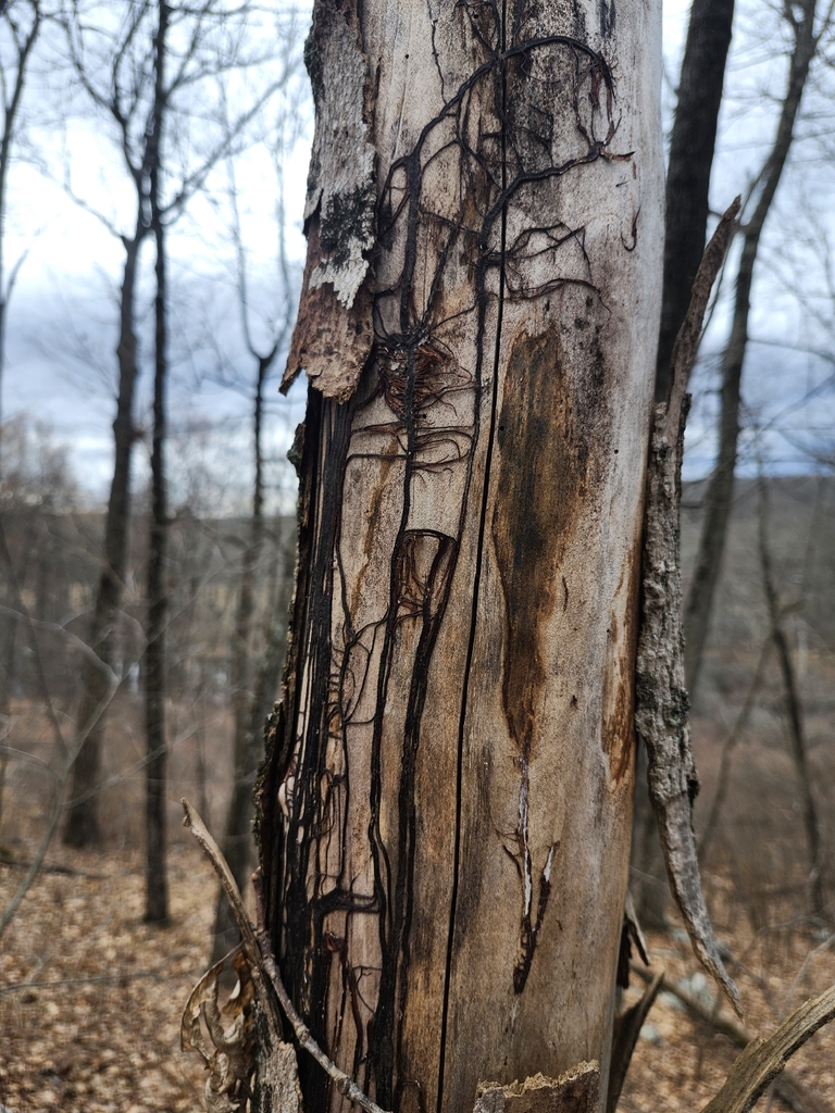 Armillaria · April 2026 · photo: © peakaytea (iNaturalist, cc0)