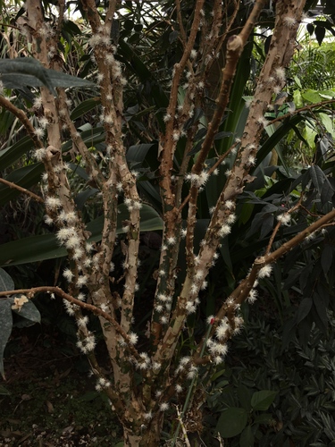 Jaboticaba (Plinia cauliflora)